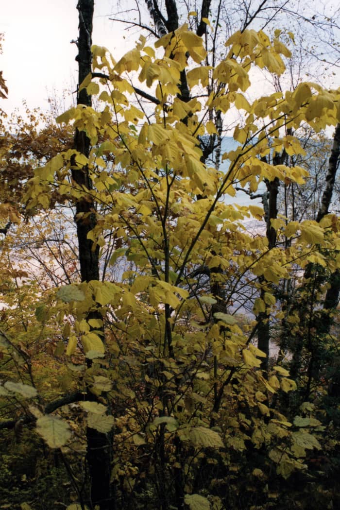Striped Maple (Goosefoot Maple)