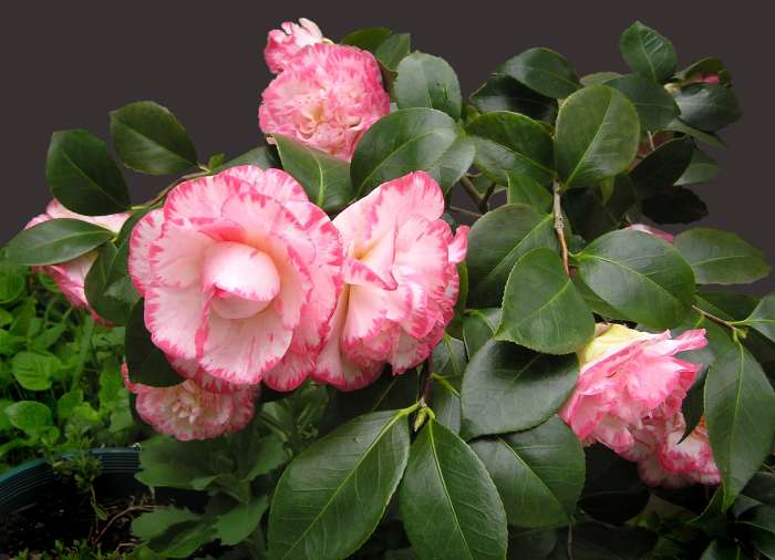 How to Plant Camellias in the Garden Dengarden
