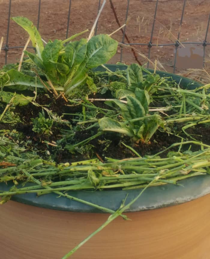 Twaalf dagen na het planten zijn de slabladeren al groter geworden!