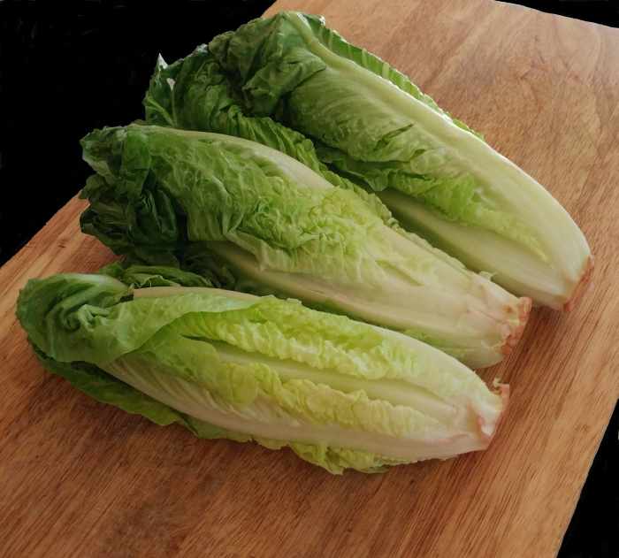 Regrow romaine easily!