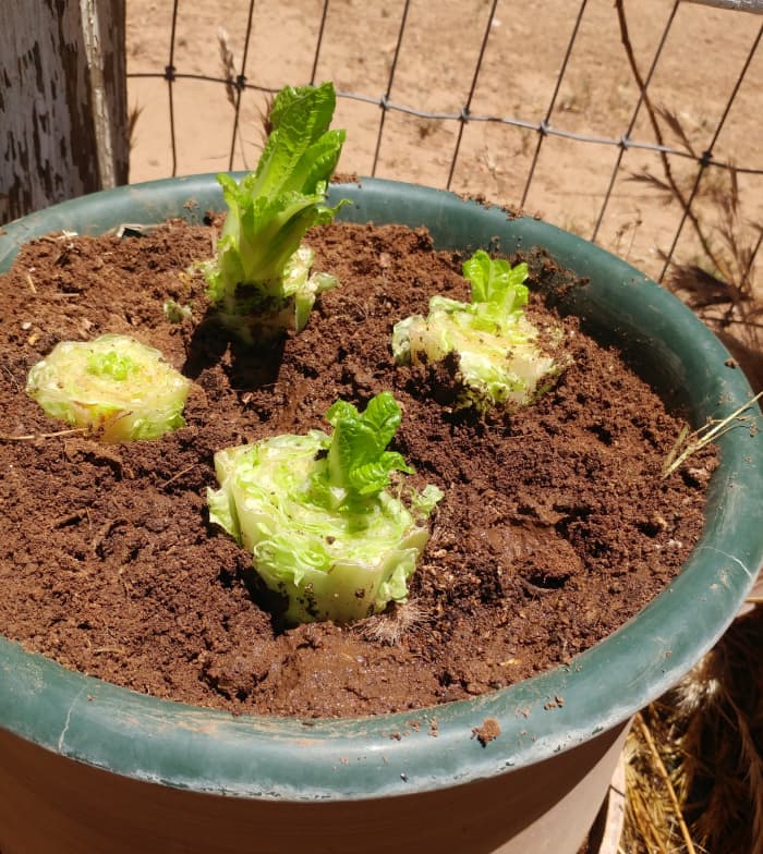 Para esta foto, he colocado la maceta en un lugar soleado, pero la lechuga se da mejor plantada a la sombra.