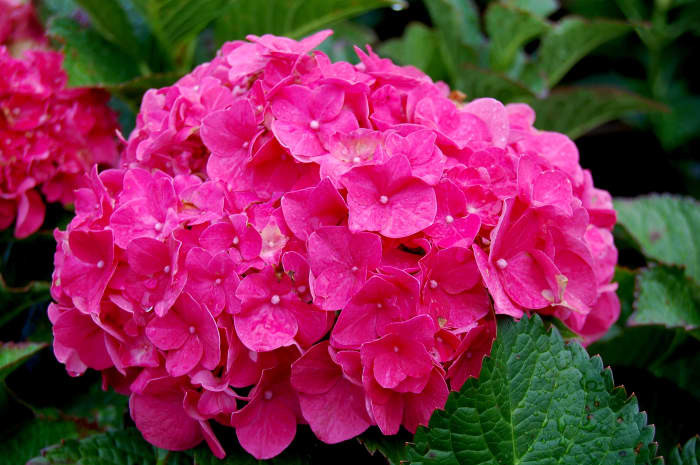 The Forever Pink hydrangea, although a shorter variety, explodes with color in the form of large, bright pink clusters. It blooms in mid-summer to fall.