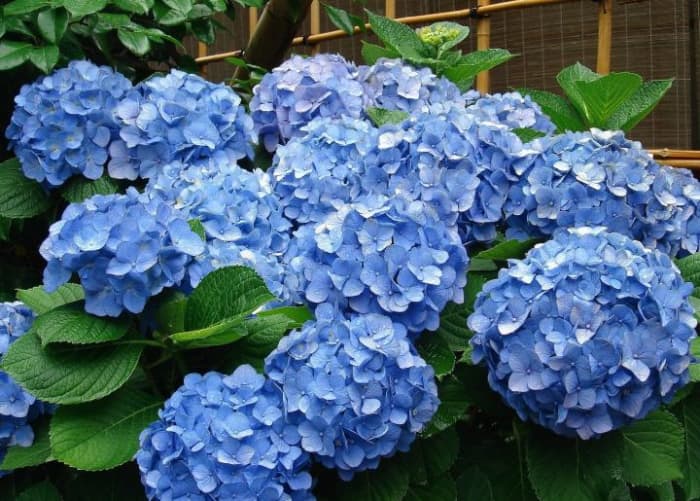 Hydrangeas do best in sun to partial shade. If they don't get enough sun, they might still produce beautiful leaves, but not flowers.