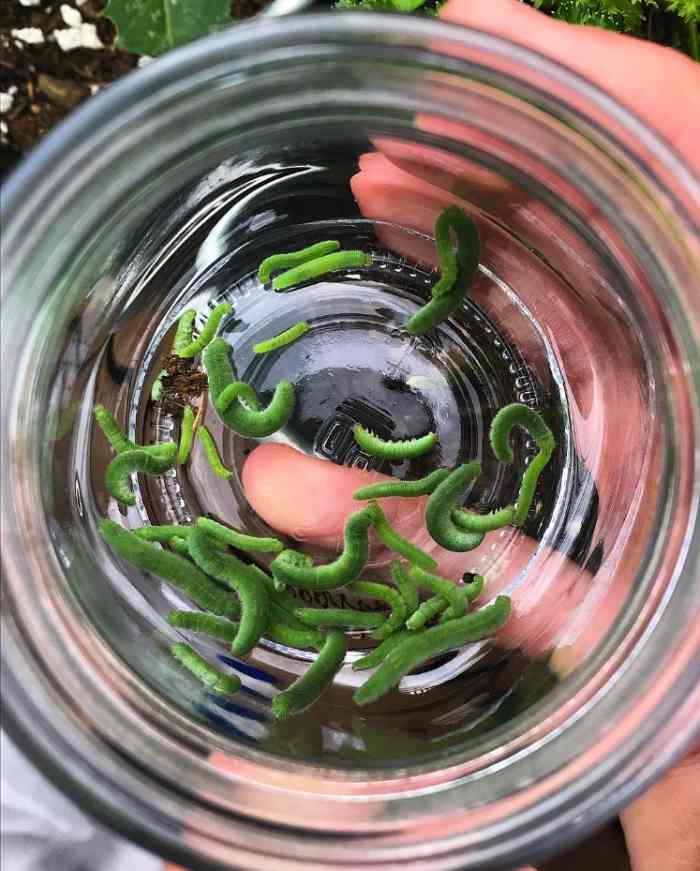 How to Recognize and Manage Cabbage Worms in Your Garden Dengarden