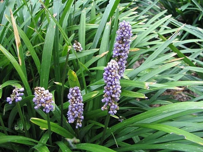 Liriope muscari has flowers that look like grape hyacinths (muscari) for which it was named.