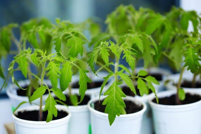 Transplanting tomato plants from containers to the garden (or to other containers) is not a difficult process, but you must closely follow certain steps. This guide will show you how to do it like a pro.