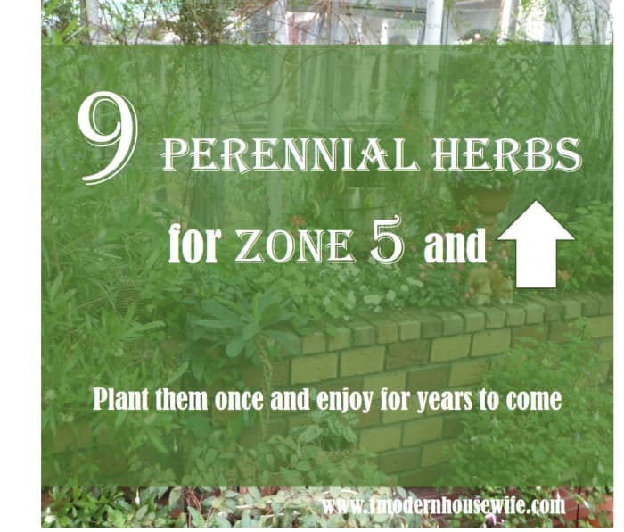 Perennial Herbs For Zones And Higher Dengarden