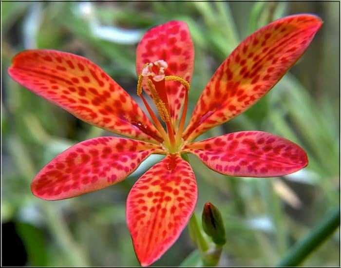 The six petals of a blackberry lily flower are orange with gaudy red spots covering them. Some people refer to this as a "leopard flower" because of the spots.