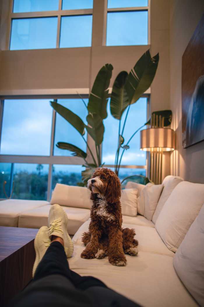 Is your furry friend stinking up your furniture? Make sure to scrub 'em up after cleaning the upholstery so they don't just re-stink everything up.