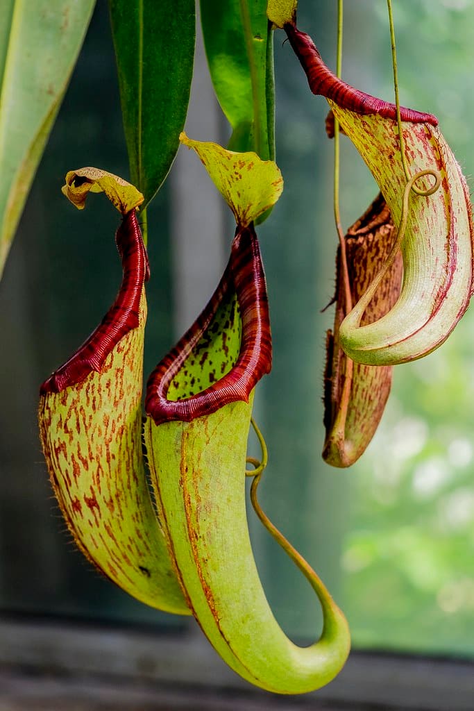 4 Low-Maintenance Exotic Plants You Should Grow (That Aren't a ...