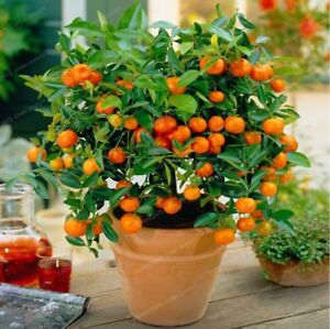 It looks like gardening wizardry, but dwarf citrus trees make excellent house plants, producing both fruit and fragrant blossoms with minimal fuss.
