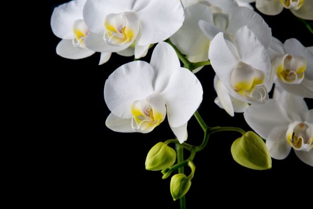 There's a lot of hyped mystery around orchids, but in reality their care is almost as easy as it gets