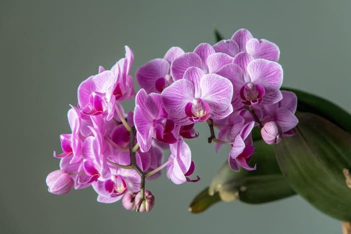Ignore the hype and the endless obsessing. You can grow orchids with a minimum of fuss, and without decades of specialist knowledge