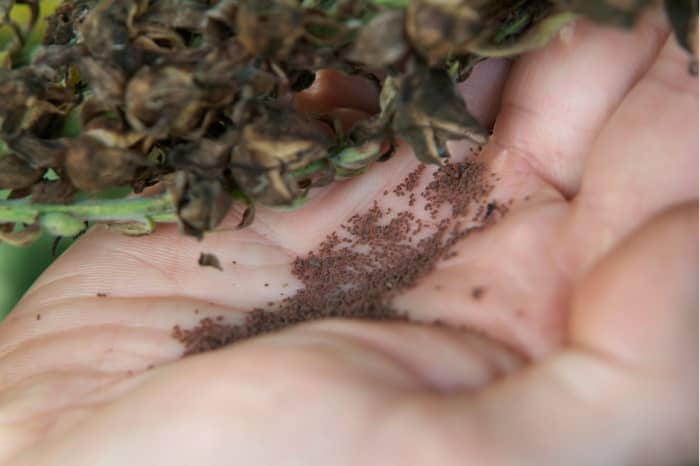 You can shake the seed pods of the foxgloves and the seeds should fall out into your hand or a container held beneath the pods. If you decide to collect them into your hand, as pictured, make sure your hands are dry.