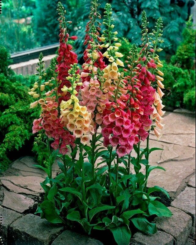 Foxgloves are stately and beautiful and will fill the bill if you are looking for something that will create a vertical statement in your garden.