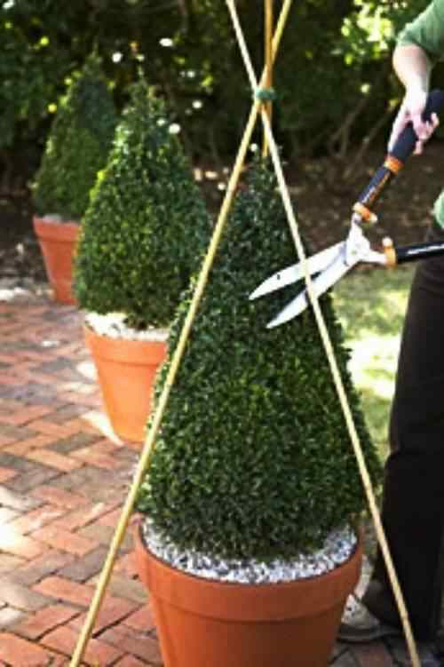 Mastering Basic Topiary Techniques Dengarden