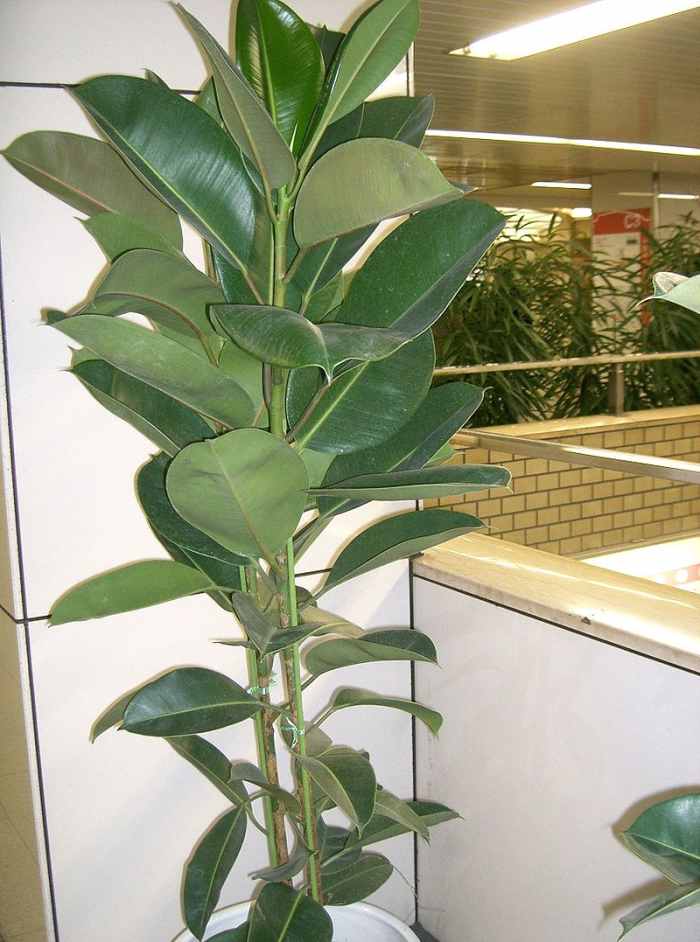 How to Grow Rubber Plants Indoors or Outdoors Dengarden