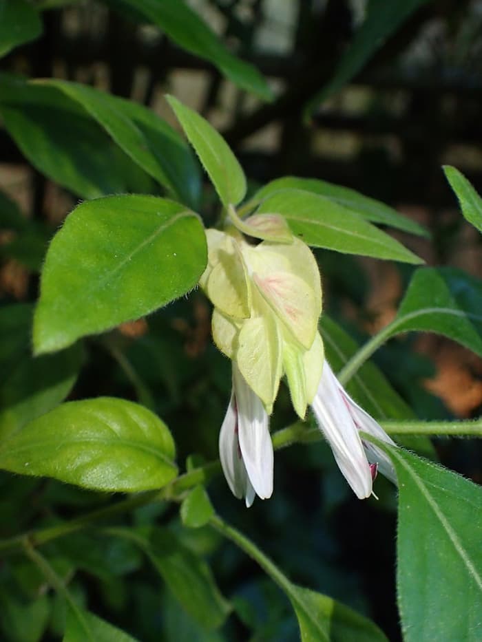 The bracts are white when they first develop. They turn pink as they grow and are exposed to sunlight.