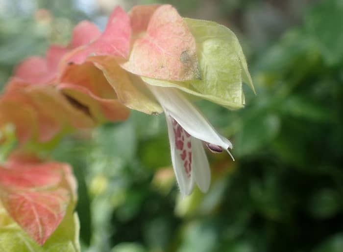 Shrimp plant flowers grow from the pink bracts. They are white with purple markings.