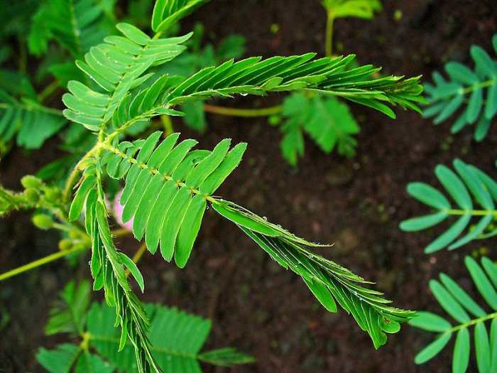 How to Grow a Sensitive Plant as a Houseplant Dengarden