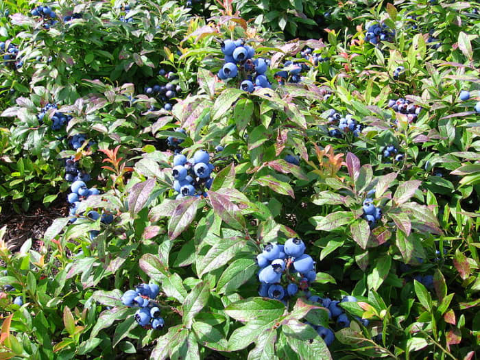 Lowbush blueberries sprawl along the ground. They are the blueberries that you find in the wild.