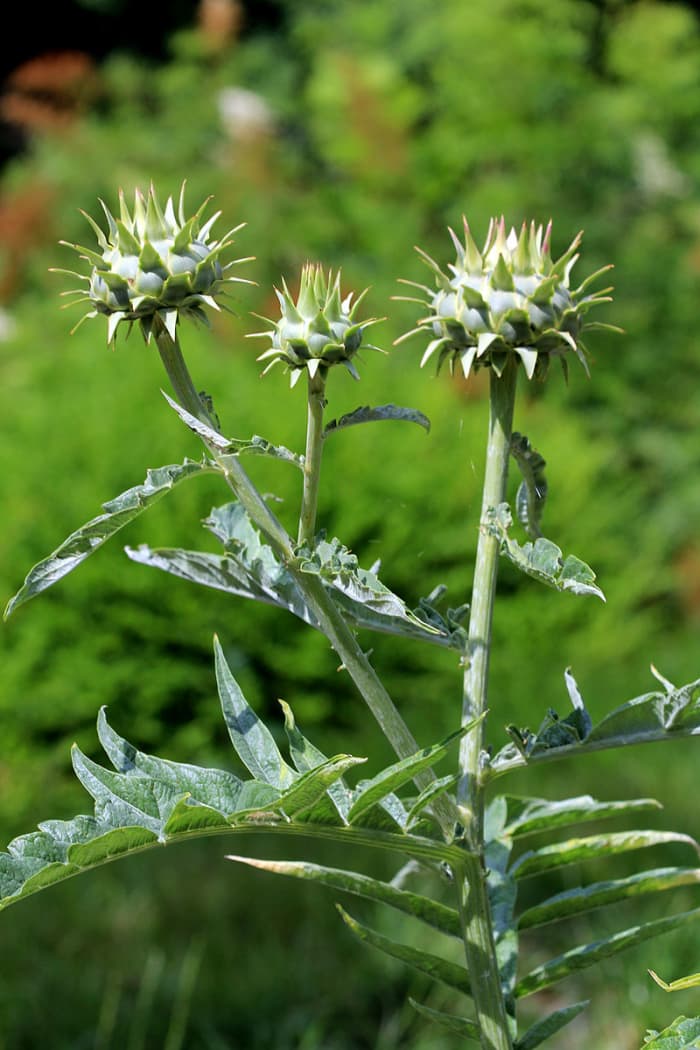 Cardoon buds can be eaten like artichokes although they are smaller and covered with spines.