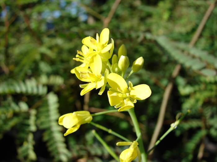 The flowers are yellow and appear when temperatures heat up or the plants are not getting enough water.