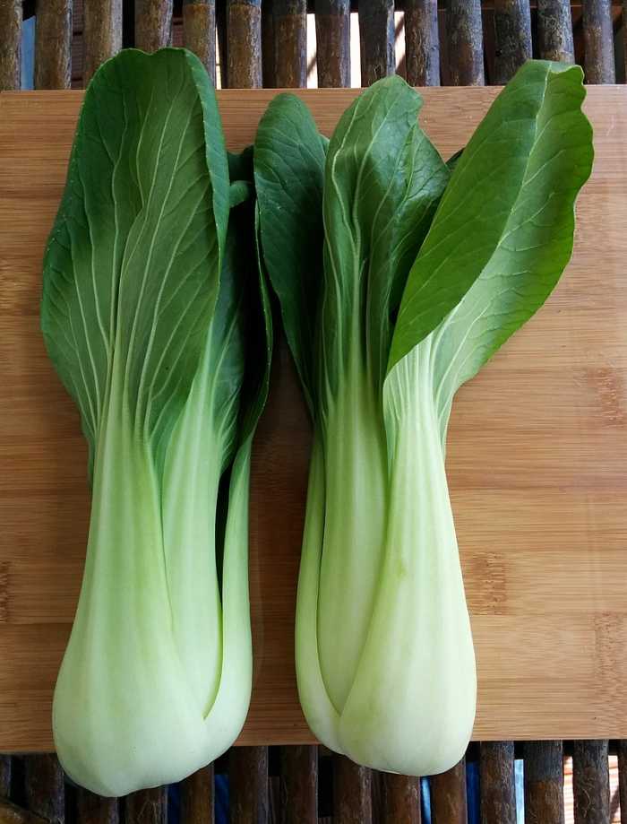 How to Grow Bok Choy (Chinese Cabbage) Dengarden