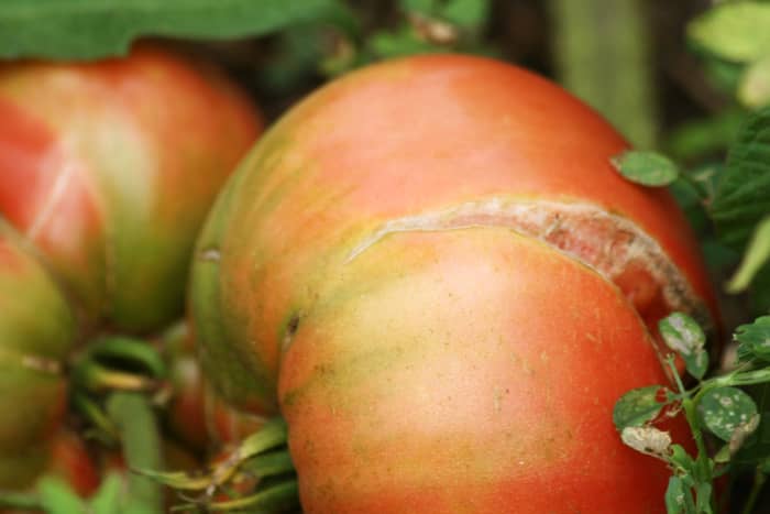 A split tomato that left on the vine that shows signs of the split healing up. Pathogens if any would have already infected the fruit, it is wise to harvest this tomato and not to continue leaving it on the plant.