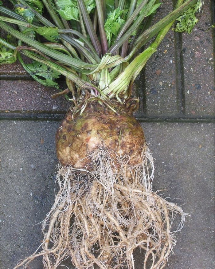 The hypocotyl is the area of the stem between the foliage and the roots. In celeriac it is swollen.