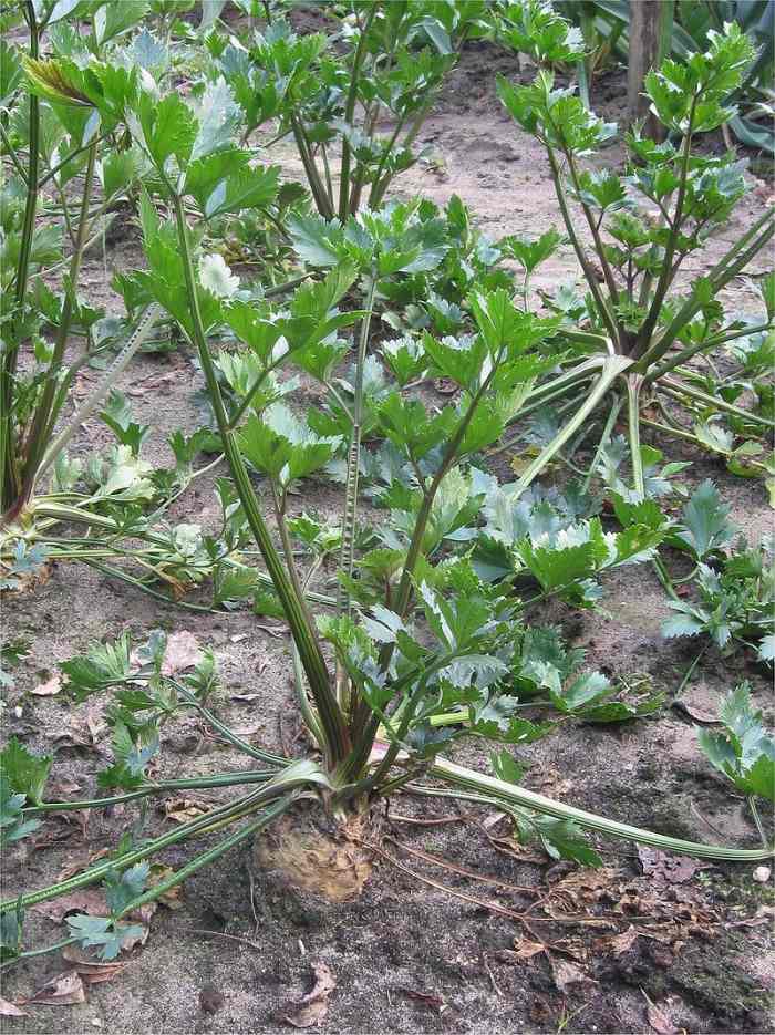 How to Grow Celeriac (Celery Root) HubPages