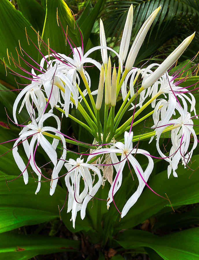 14 EasytoGrow Fragrant Tropical Flowers Dengarden