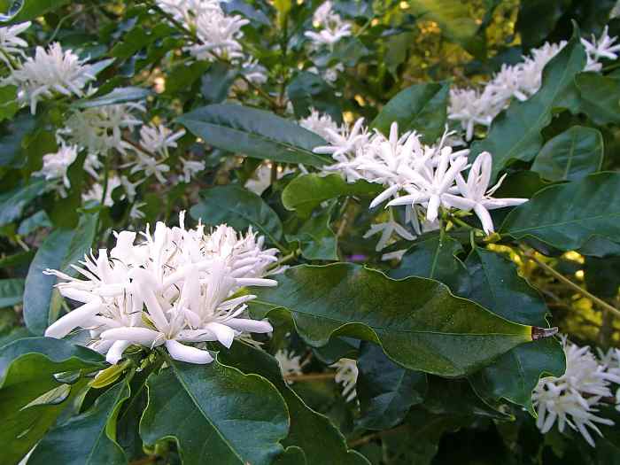 14 EasytoGrow Fragrant Tropical Flowers Dengarden