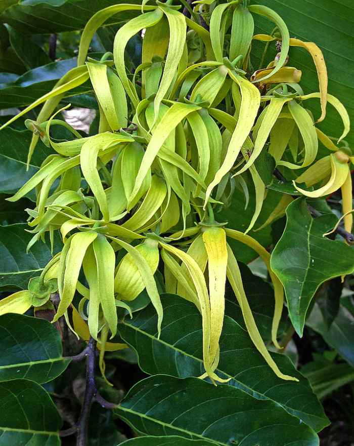 14 EasytoGrow Fragrant Tropical Flowers Dengarden