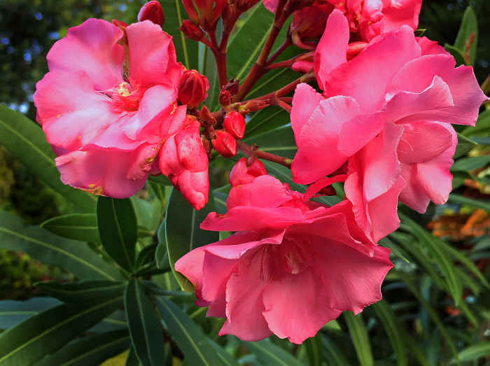14 EasytoGrow Fragrant Tropical Flowers Dengarden