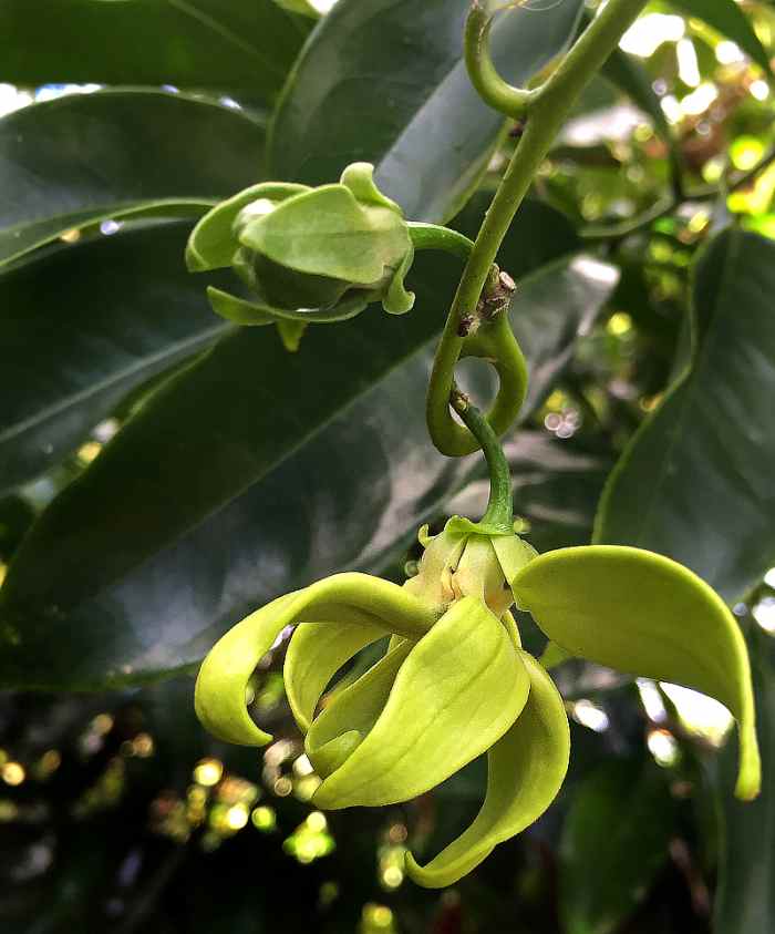 14 EasytoGrow Fragrant Tropical Flowers Dengarden