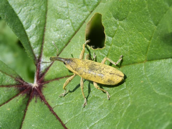 Proper pest management is essential to a healthy garden—insects such as weevils can cause significant damage to your plants.
