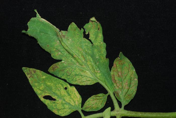 Virus du flétrissement ponctué de la tomate observé sur des feuilles de tomates.