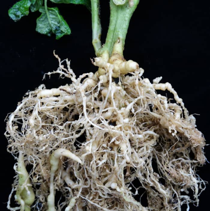 Raíces de plantas de tomate dañadas por nematodos.