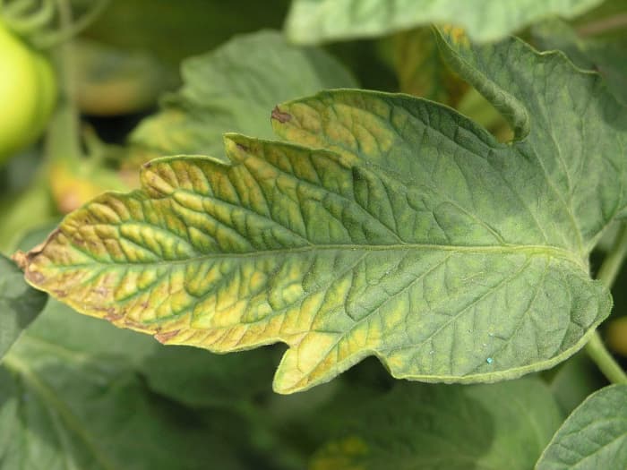 Kaliummangel an einer Tomatenpflanze. Nicht zu verwechseln mit der V-förmigen Verticillium-Welke-Pilzinfektion.