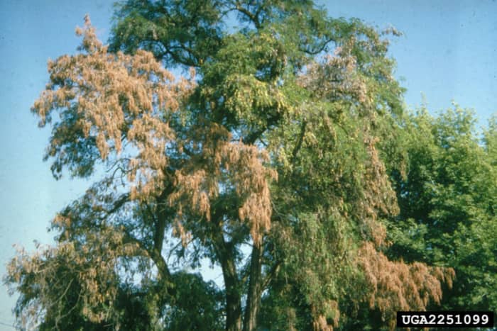 Fusarium verwelking tast vaak als eerste de onderste takken van planten en bomen aan.