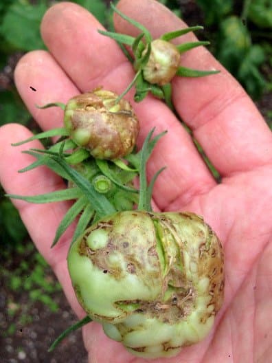 Tomato Spotted Wilt Virus kan ook het fruit aantasten.