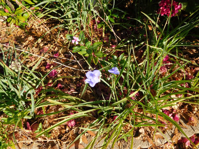 I found this Spiderwort during my walk and transplanted it from the side of the road to my garden.