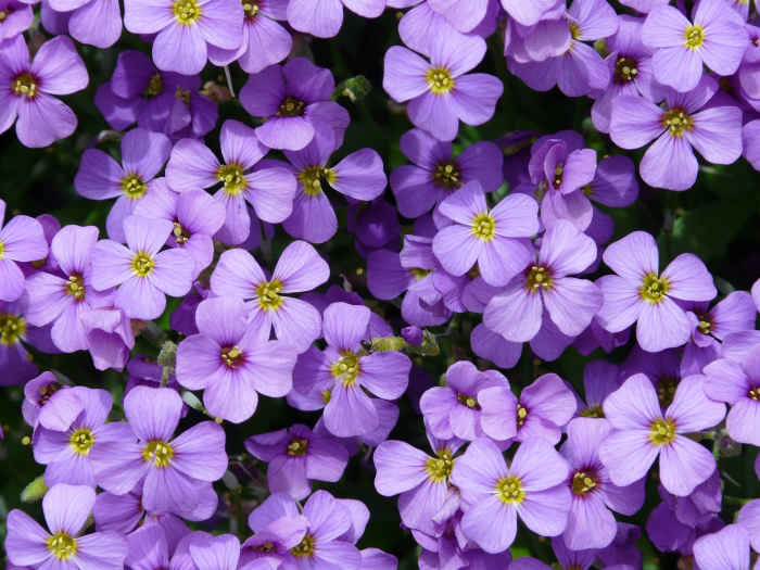 5 Best Perennial Flowers to Grow From Seed Dengarden