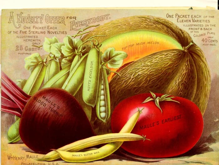 This article will provide information on how to grow new vegetables using mostly just kitchen scraps.