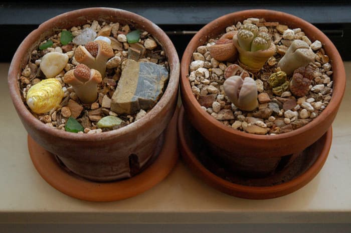 In the pot on the right, the plant has developed two pairs of leaves. It can be divided into two new plants or left to grow that way.