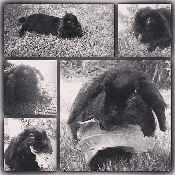My amazing sister made this beautiful picture of our pet Cocoa. I have it framed and hung where we can see it and it makes me so happy to see that she was such a happy bunny.