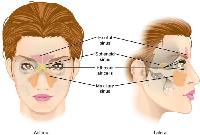 Sinus anatomy