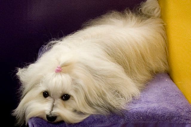 The Maltese is one of the dog breeds that does not stink much, if healthy.