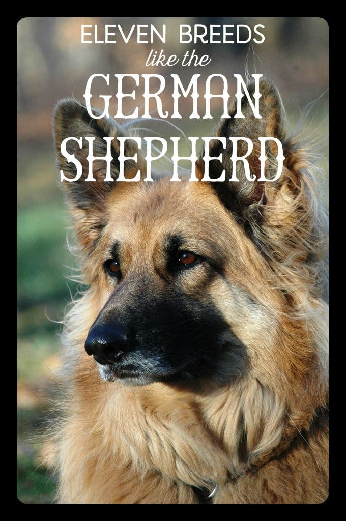 A King Shepherd is bigger and more muscular than German Shepherds, but they are also more friendly and intelligent.